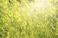 Melilotus officinalis or sweet yellow clover flowers in meadow selective focus image