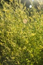 Melilotus officinalis or sweet yellow clover flowers in meadow selective focus image