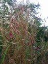 Melinis minutiflora plants with pink flowering