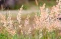 Melinis repens, Grass Royalty Free Stock Photo