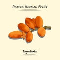 Gnetum Gnemon Fruits Illustration Sketch And Vector Style. Good to use for restaurant menu, Food recipe book and food ingredients