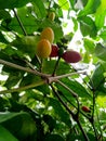 Melinjo fruit (Gnetum gnemon Linn.) (7)
