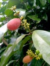 Melinjo fruit (Gnetum gnemon Linn. (4)