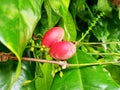 Melinjo fruit (Gnetum gnemon Linn.) (5)
