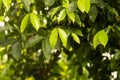 Melinjo, Gnetum gnemon green leaves, shallow focus Royalty Free Stock Photo