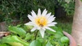 Fresh water lilies with Meliponini(bee) and Mimela testaceoviridis(Scarabaeidae) playing and dancing on them Royalty Free Stock Photo