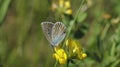 Melissa Blue butterfly