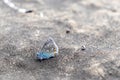 Melissa blue butterfly resting on rock - patterned wings - blurred background