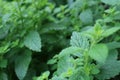 Melissa defocused detail in the garden. Herb plant leaves. Lemon balm Royalty Free Stock Photo