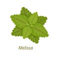 Melissa leaf healthy medicinal plant white isolated.