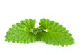 Melissa leaf or lemon balm isolated on white background Royalty Free Stock Photo