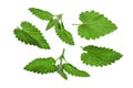 Melissa leaf or lemon balm isolated on white background. Top view. Flat lay pattern