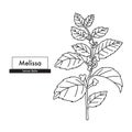 Melissa (Lemon Balm) botanical line art drawing. Best for organic cosmetics, ayurveda, alternative medicine.