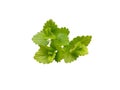 Melissa officinalis. Fresh green leaves of Melissa on a white isolated background