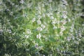 Melissa officinalis. Useful garden plants. Royalty Free Stock Photo
