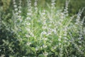 Melissa officinalis. Useful garden plants. Royalty Free Stock Photo