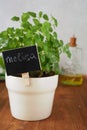 Melissa in a pot Royalty Free Stock Photo
