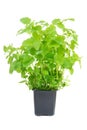 Melissa in a pot Royalty Free Stock Photo