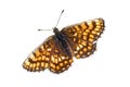 Melitaea athalia Royalty Free Stock Photo