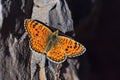 Melitaea collina butterfly , butterflies of Iran