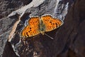 Melitaea collina butterfly , butterflies of Iran