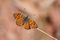 Melitaea collina butterfly