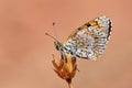 Melitaea collina butterfly , butterflies of Iran Royalty Free Stock Photo