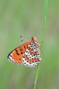 Melitaea didyma