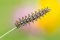 Melitaea didyma caterpillar