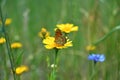 The spotted fritillary and corn marigold Royalty Free Stock Photo