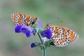 Melitaea didyma