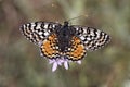 Melitaea didyma meridionalis, Spotted Fritillary or Red-band Fritillary (female)