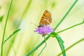 Melitaea didyma, red-band fritillary or spotted fritillary butterfly