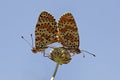 Melitaea didyma, Spotted Fritillary or Red-band Fritillary Royalty Free Stock Photo