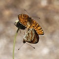 Melitaea didyma, Spotted Fritillary or Red-band Fritillary (Copula) from Southern France