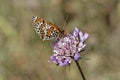 Melitaea didyma, Spotted fritillary or Red-band fritillary, european butterfly from France