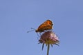 Melitaea didyma, Spotted fritillary or Red-band fritillary Royalty Free Stock Photo