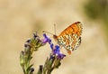 Melitaea gina butterfly on blue flower in pale background , butterflies of Iran