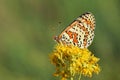 Melitaea interrupta , the Caucasian Spotted Fritillary butterfly , butterflies of Iran Royalty Free Stock Photo