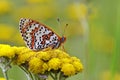 Melitaea interrupta , the Caucasian Spotted Fritillary butterfly , butterflies of Iran Royalty Free Stock Photo