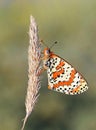 Melitaea interrupta , the Caucasian Spotted Fritillary butterfly , butterflies of Iran