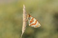 Melitaea interrupta , the Caucasian Spotted Fritillary butterfly , butterflies of Iran