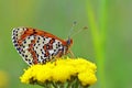 Melitaea interrupta , the Caucasian Spotted Fritillary butterfly , butterflies of Iran