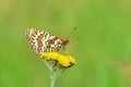 Melitaea interrupta , the Caucasian Spotted Fritillary butterfly , butterflies of Iran
