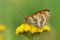 Melitaea interrupta , the Caucasian Spotted Fritillary butterfly , butterflies of Iran Royalty Free Stock Photo