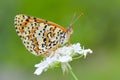 Melitaea interrupta , the Caucasian Spotted Fritillary butterfly , butterflies of Iran