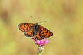 Melitaea interrupta , the Caucasian Spotted Fritillary butterfly Royalty Free Stock Photo