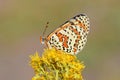 Melitaea interrupta , the Caucasian Spotted Fritillary butterfly Royalty Free Stock Photo