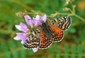 Melitaea interrupta , the Caucasian Spotted Fritillary butterfly Royalty Free Stock Photo