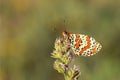 Melitaea interrupta , the Caucasian Spotted Fritillary butterfly